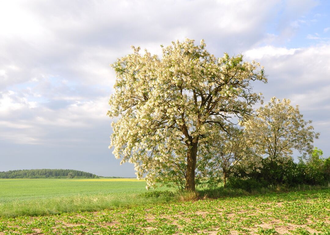 Answer: Tree #23